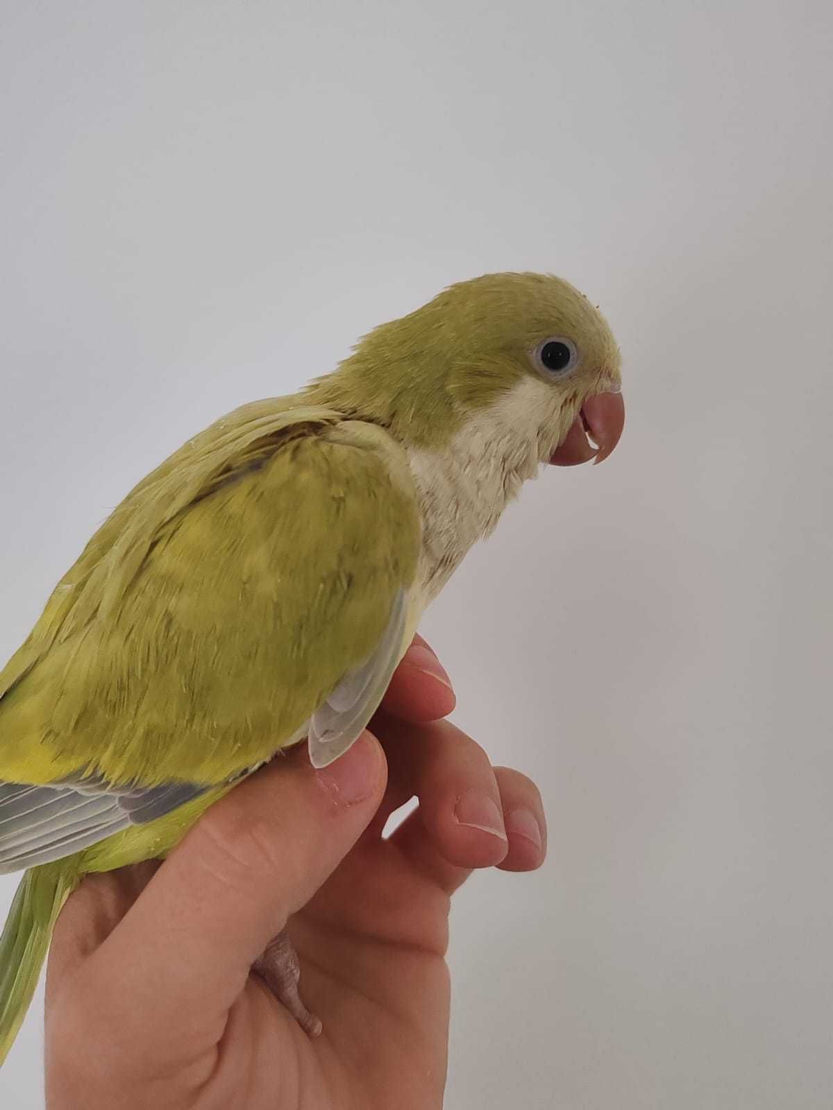 Papagali Calugar/Quaker parrot