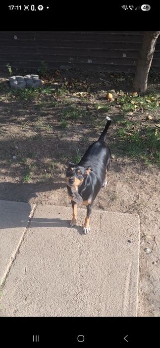 Donez pincheri pitici