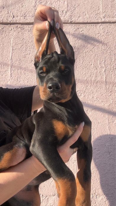 Doberman щенки на охрану