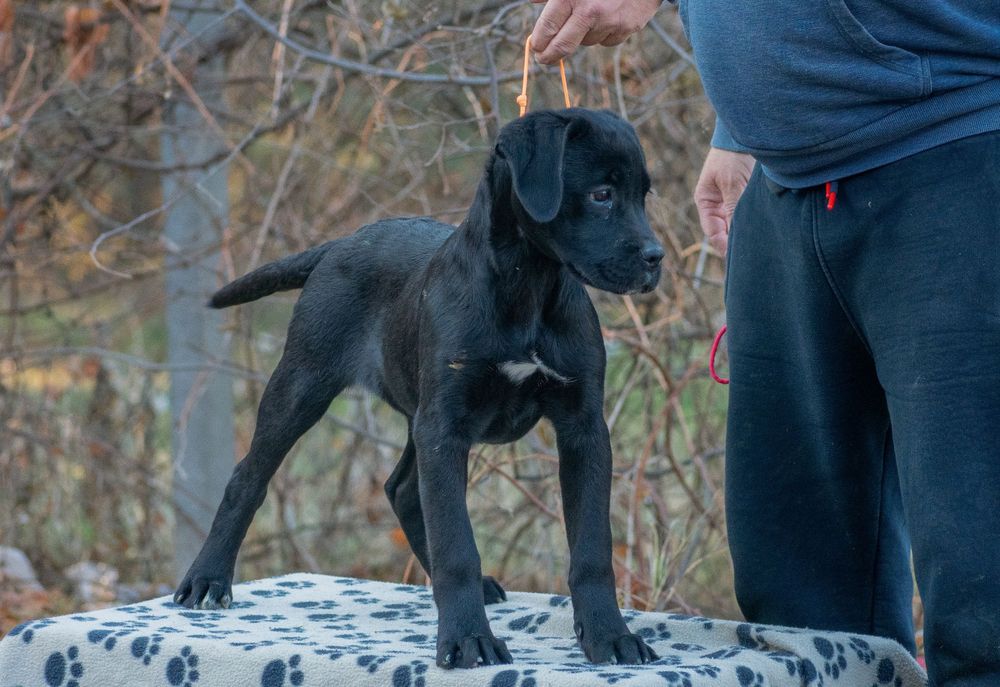 Cane Corso 5 luni Femela