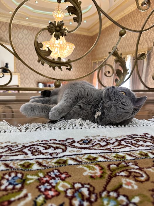 Вязка Скотиш Страйт