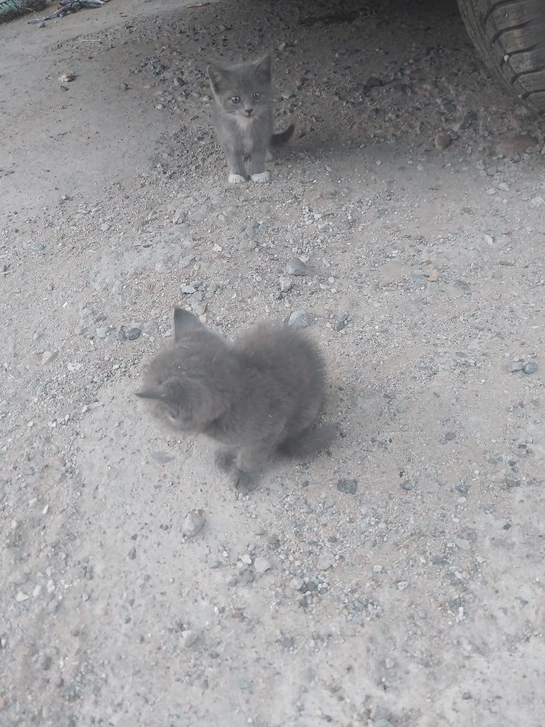 Котенок 4 штуки бесплатно