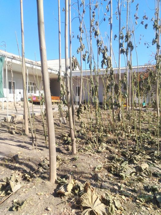 Павловния ку'чатлари сотилади.