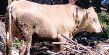 Taur pentru reproducere - Rasă Bălțat/ Belgian, 650-700kg