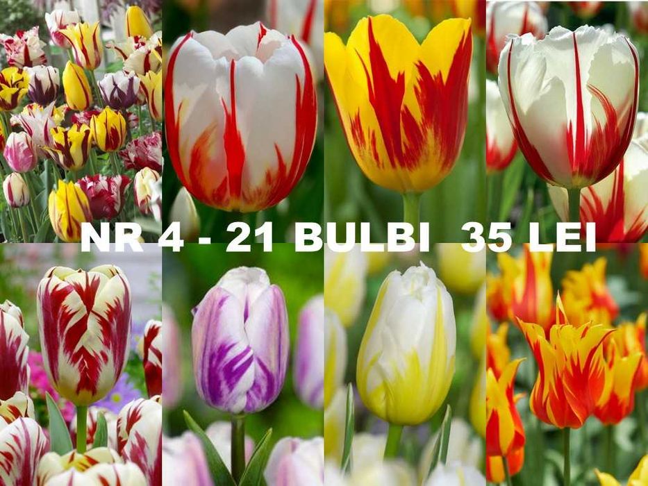 Bulbi de lalele diverse pachete de la 1 leu