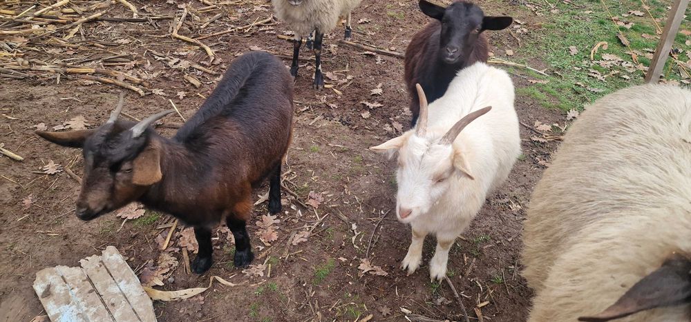 Vand doua iede din primavara