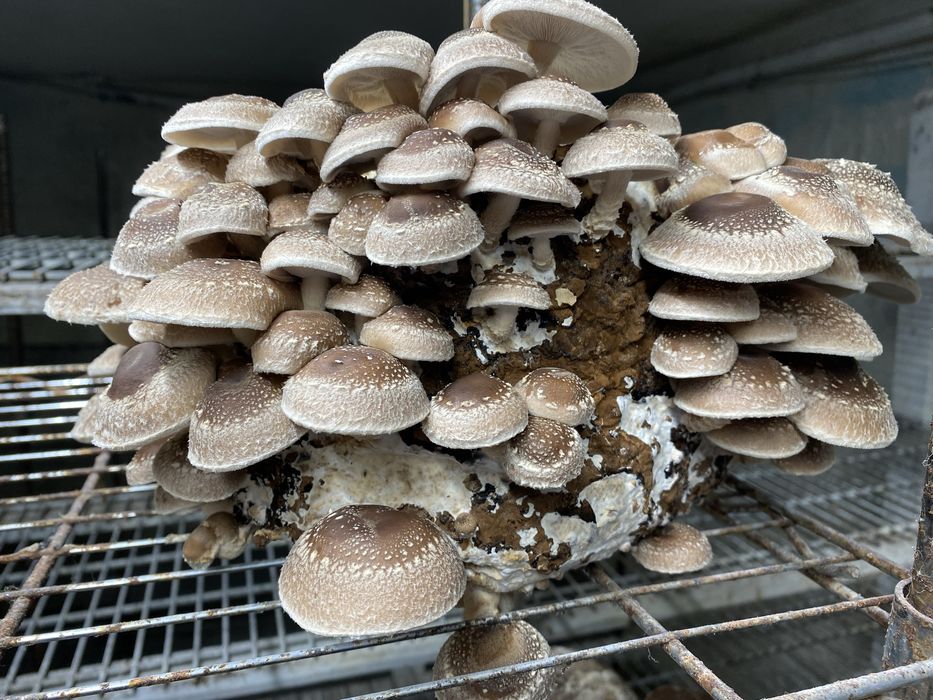 Ciuperci shiitake