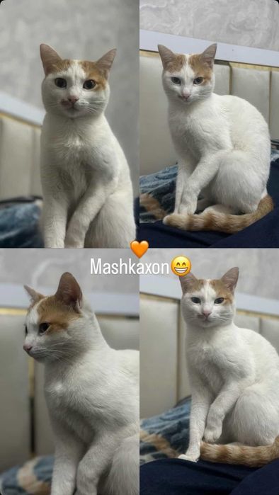 Потеряли кошку прошу распространить