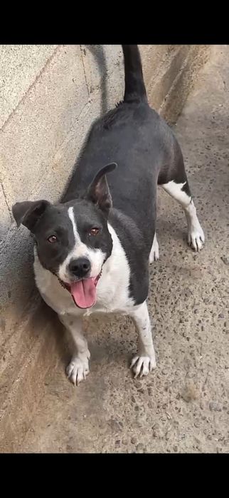 Отдам собаку  девочку