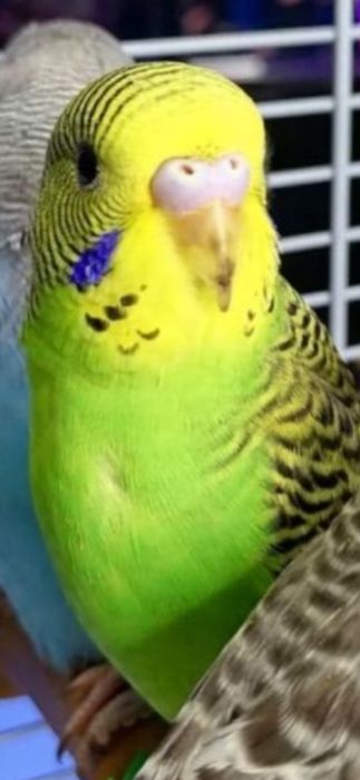 Попугай домашний