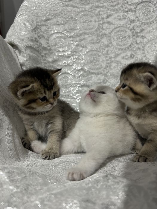 котята шиншилла