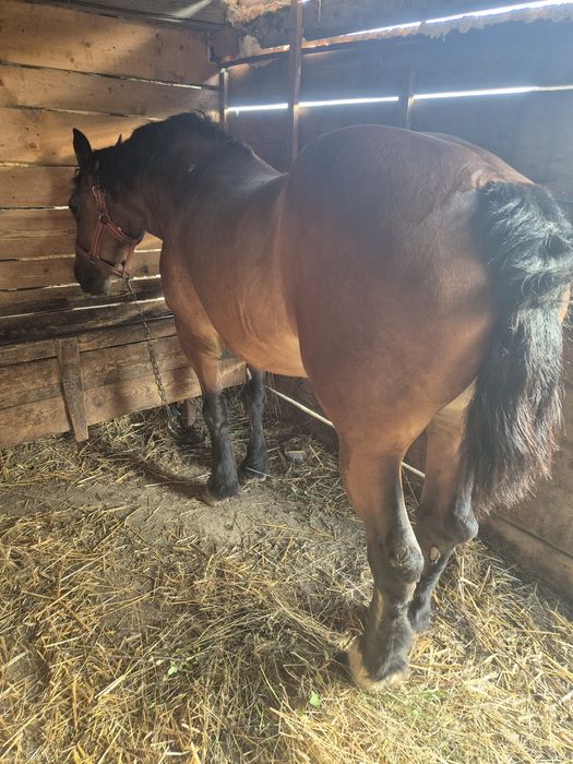 Iapa murga de vânzare