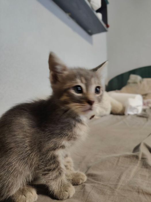 Dau spre adoptie 2 pui de pisica