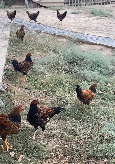 Продам Кучин Ситцевые петухи