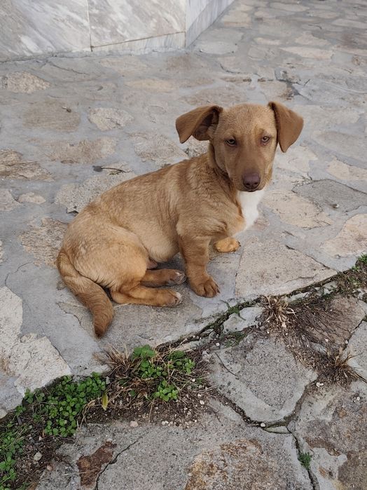 Подарявам кученце