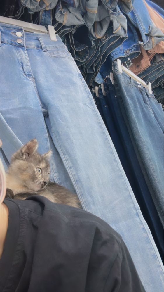 Кошка отдам в хорошие руки, бесплатно