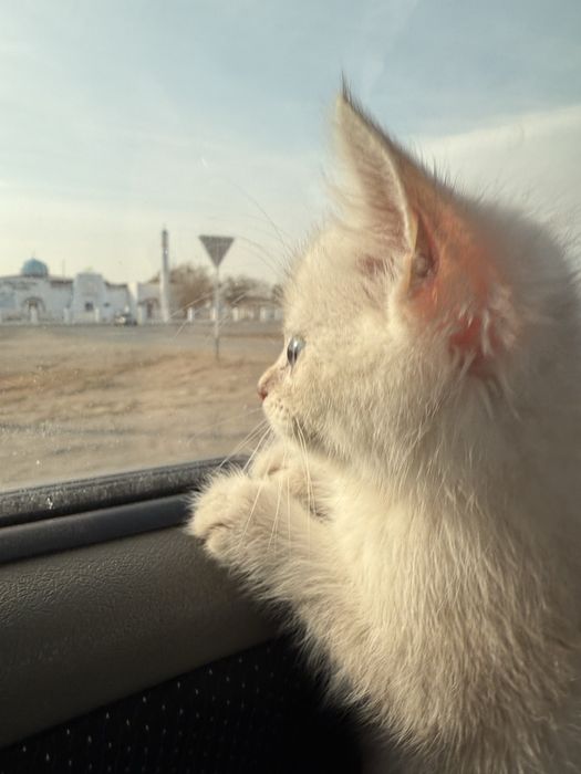 Сиямский мысық 1,5 айлық (үрғашы)