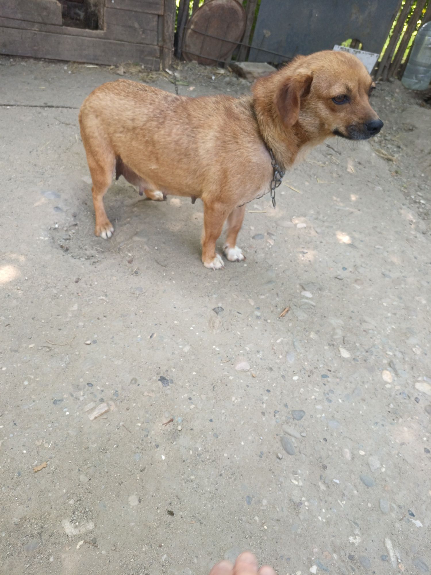 Donez o cățelușe adorabila* – talie mică,