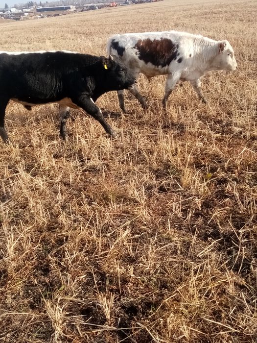 Продам телят бычков