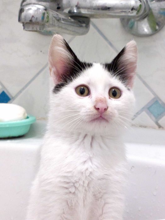 Малък сладур си търси дом (коте, котка)