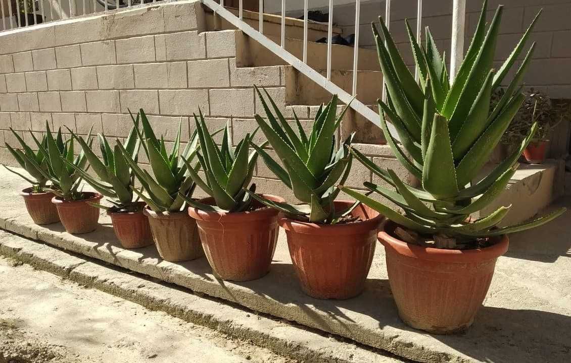 Aloe gullari sotiladi. 10000 so'mdan 100000 so'mgacha