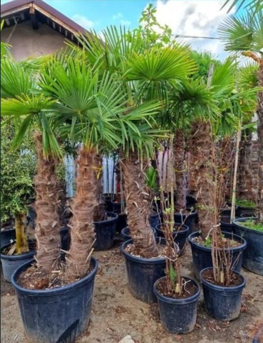 Vand plante ornamentale