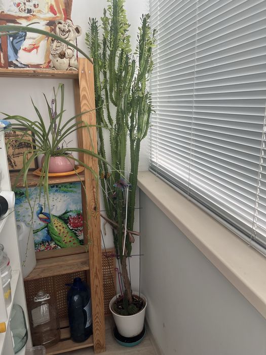 Комнатные растения по 2000 тг