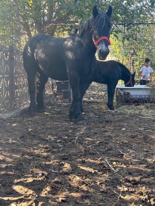 Vand iapa cu Manz de 3 ani