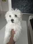 Bichon Maltez mini 5 luni