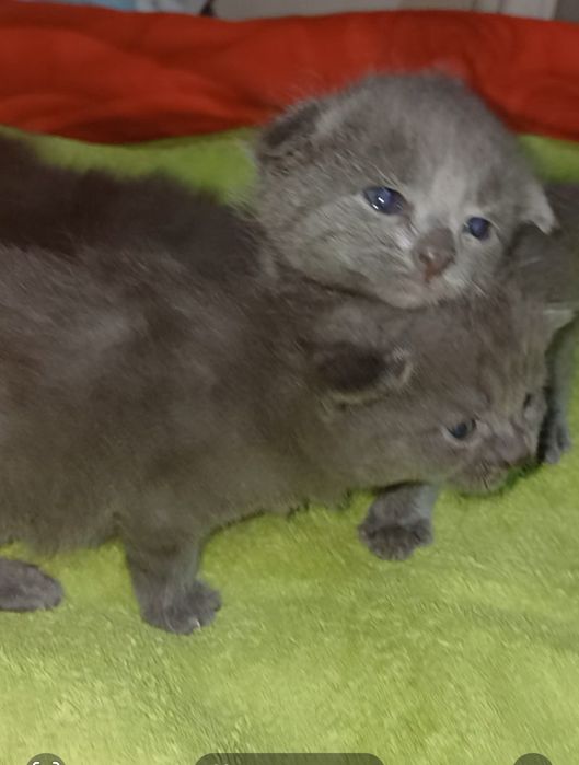Выслоухивые кошки