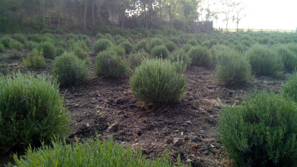 Lavanda