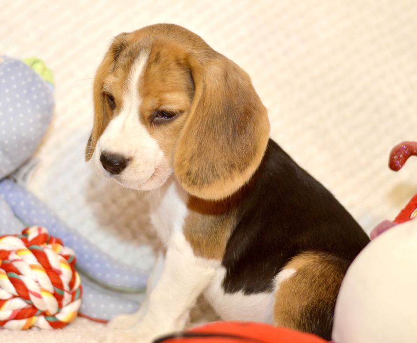 Pui Beagle tricolor din parinti cu pedigree