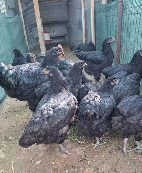 Ouă, Cocosi Jersey Giant,, Cocosi Sussex si Playmount.