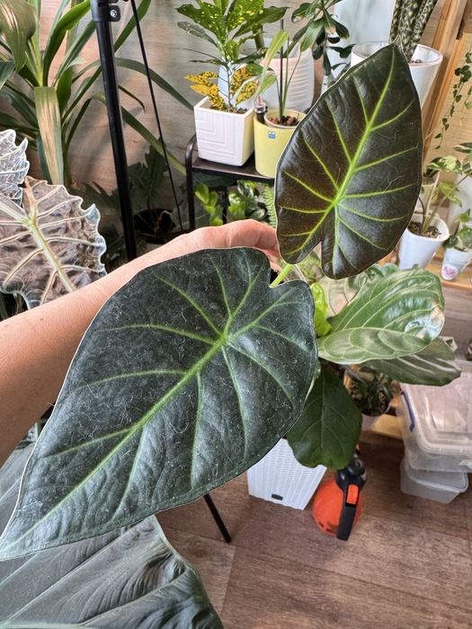 Алоказия Регал Шилдс