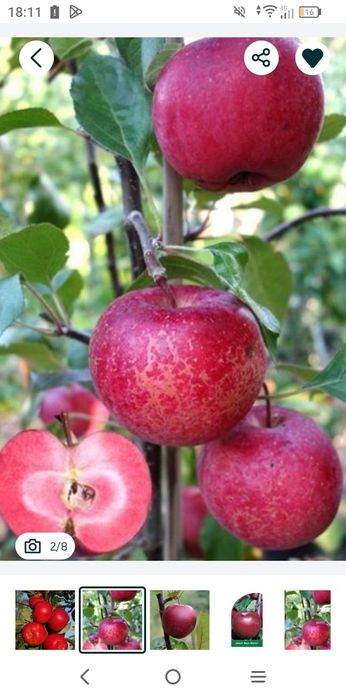 Măr (Soiul Baya Marysa )