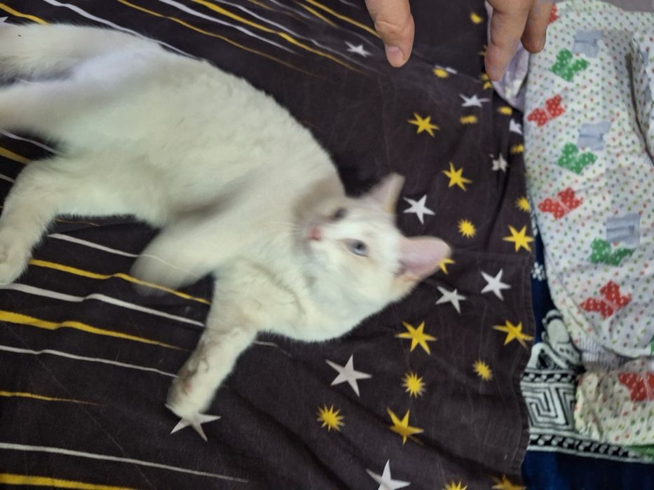 Мальчик сиамский