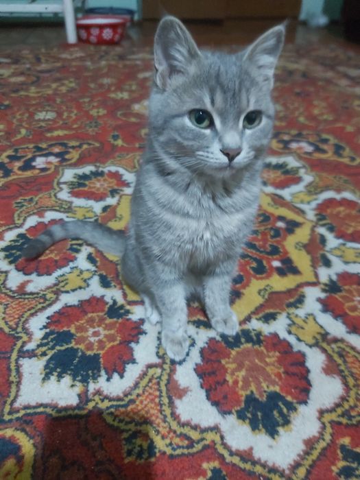 Mushuk sotilmaydi siz aldandingiz