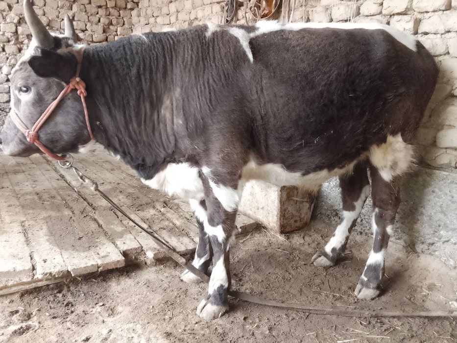 1.5 жасар бұқалар