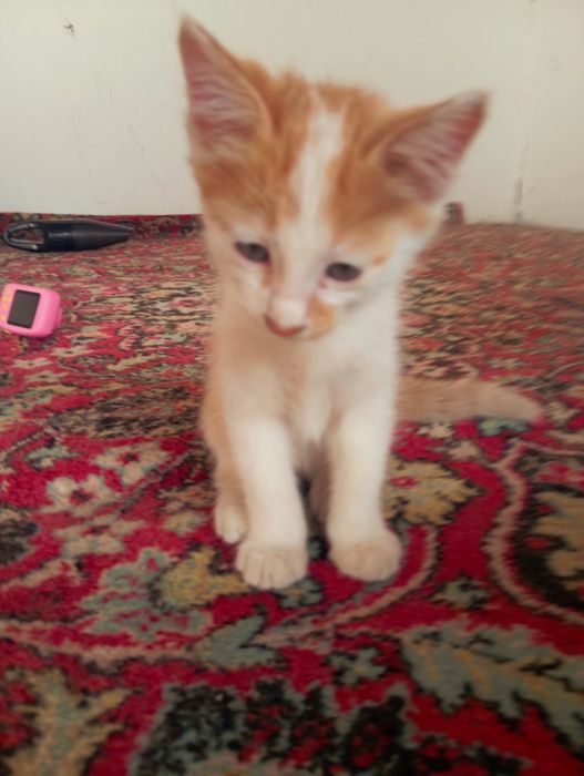 Котята бесплатно