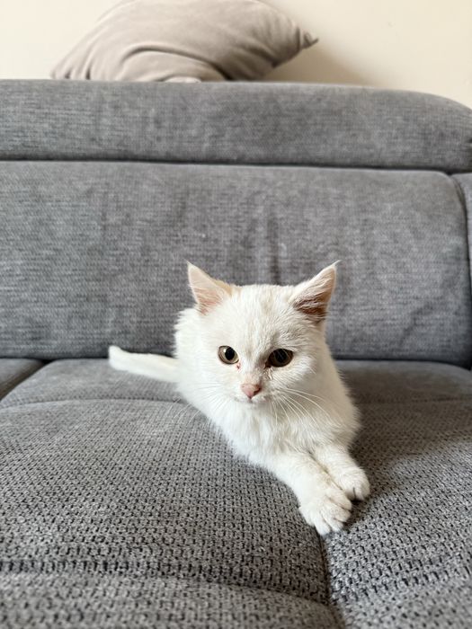 Котенок бесплатно