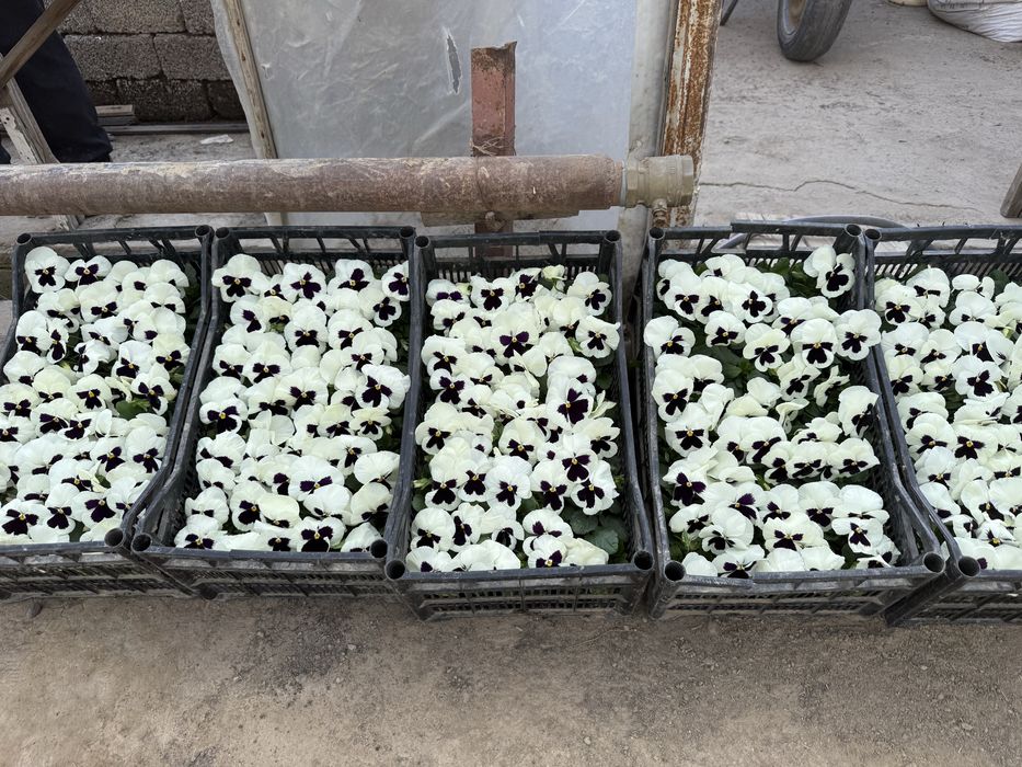 Mavsumiy gullar viola karam