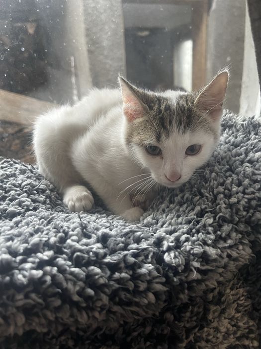 DONEZ pisica (fetiță)