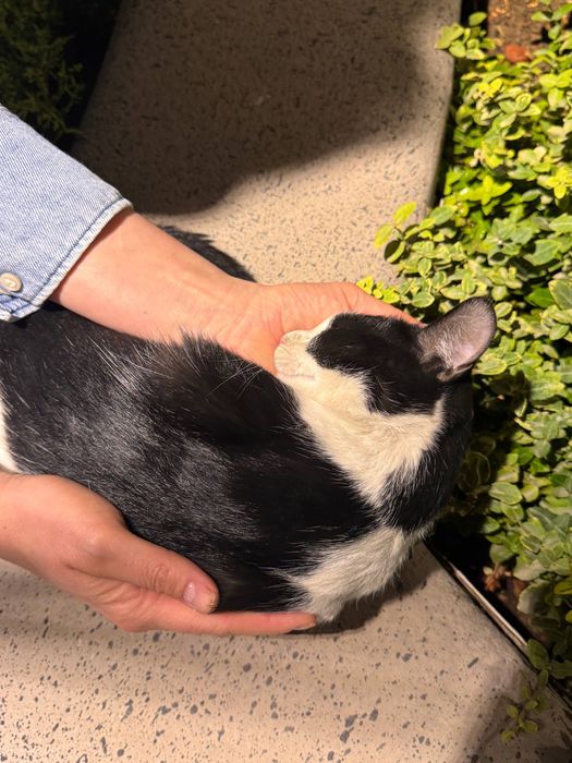 Очаровательная Бусинка в поисках дома! Ташкент!