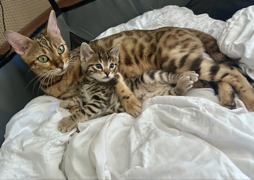 Бенгалско мъжко коте