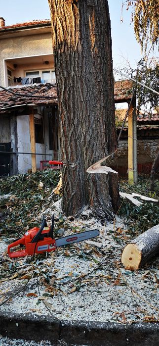 Рязане, отсичане, премахване, на опасни дървета и клони в гр. Пловдив