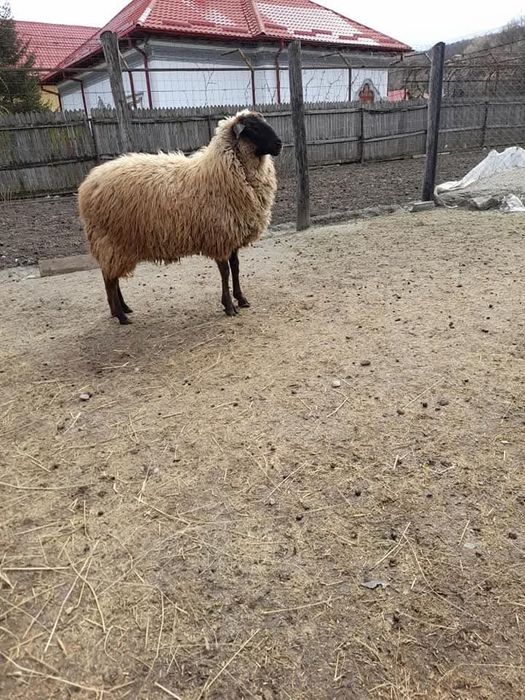 Vand oi de rasă!