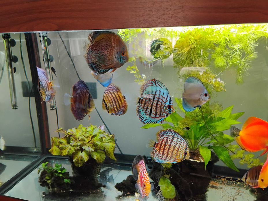 Pesti acvariu Discus