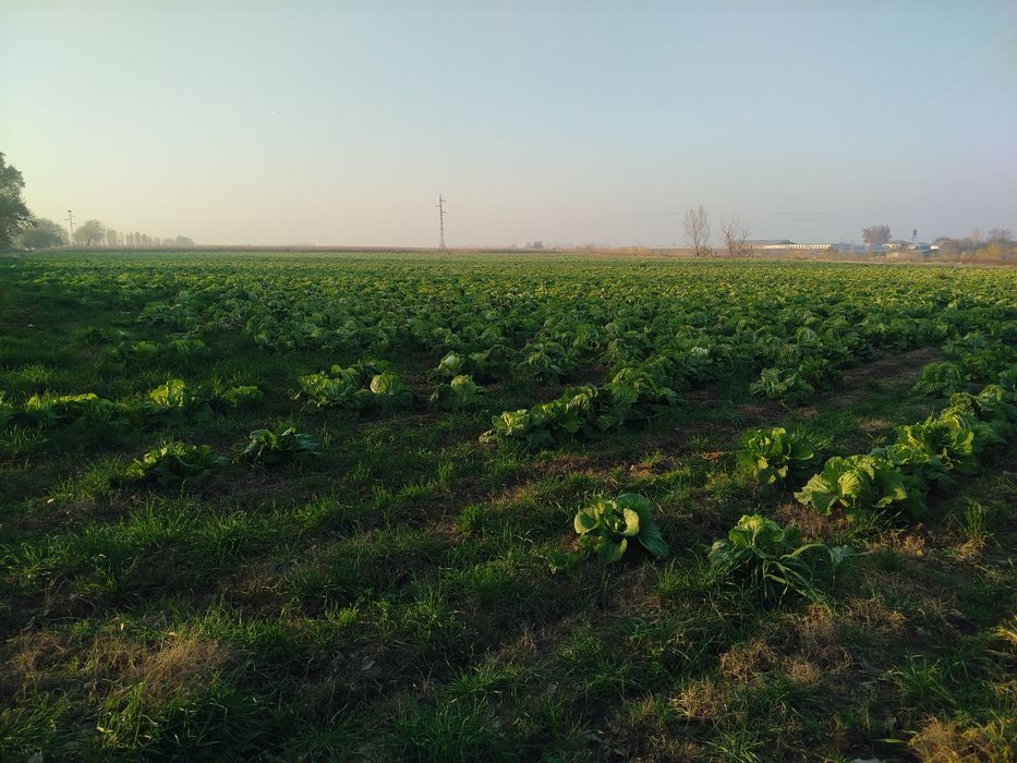 Chimchi • Чимчи • Корейс карами • Карам