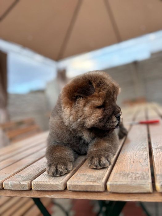 Chow chow rasa pura cățel pedigree
