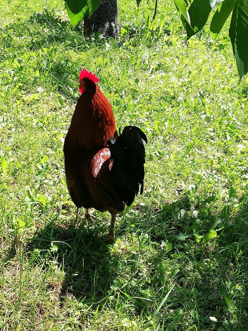 Cocoși de vânzare